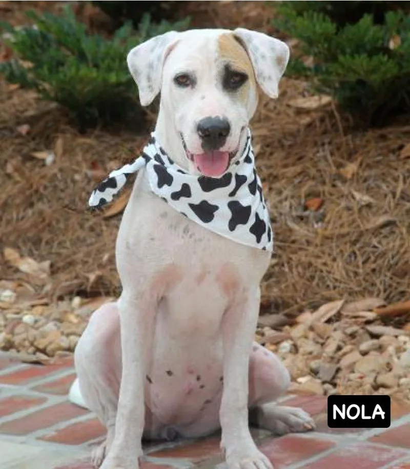 Nola thumbnail 3