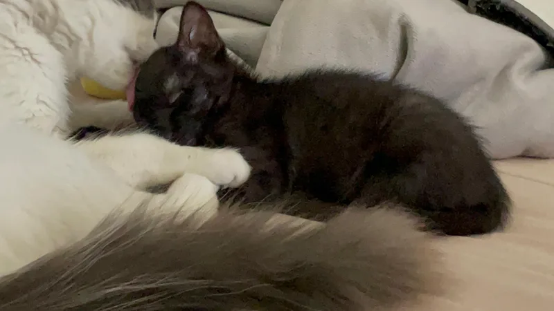 A baby medium-sized female Black Domestic Short Hair cat named Otter for adoption in Vacaville, CA