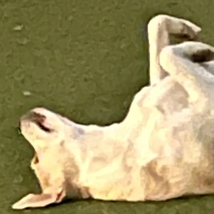 Margarita thumbnail 2