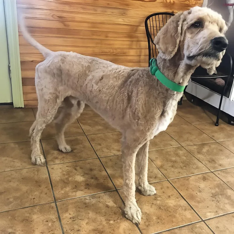 An adult large-sized male White / Cream Poodle dog named Moose for adoption in Crystal Springs, MS