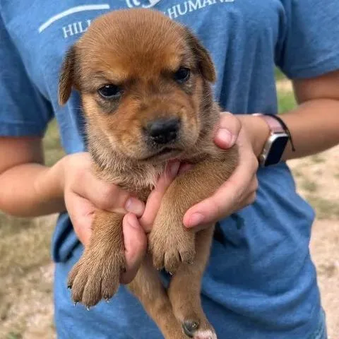 A baby small-sized female Brown / Chocolate German Shepherd Dog dog named Mindy for adoption in Buchanan Dam, TX