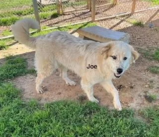 A young large-sized male Apricot / Beige Golden Retriever dog named Joe for adoption in Newfoundland, PA