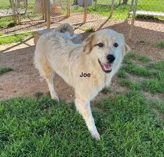 Joe thumbnail 2