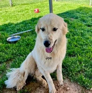 Joe thumbnail 3