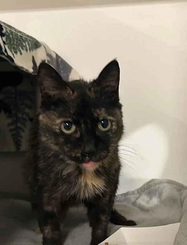 A senior small-sized female Domestic Short Hair cat named Lily for adoption in Oceanside, CA