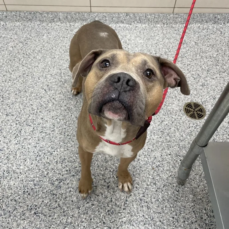 An adult large-sized male English Bulldog dog named Kronk for adoption in Chicago, IL