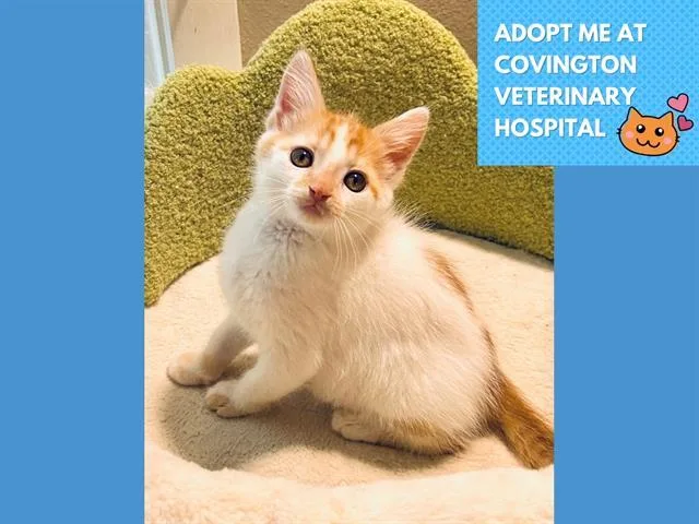 A baby small-sized male Domestic Short Hair cat named Benny for adoption in Fort Wayne, IN