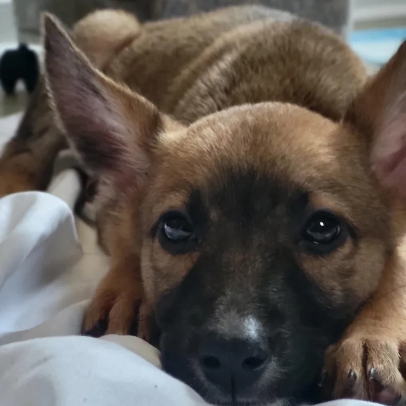 A baby medium-sized male Bicolor German Shepherd Dog dog named Kilo for adoption in Sunderland, MD