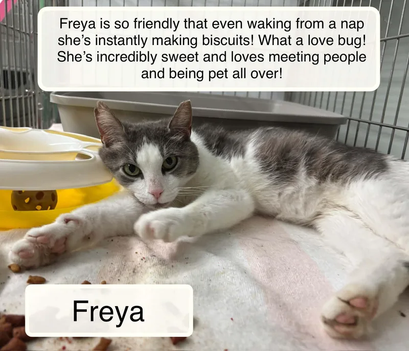 A young medium-sized female Gray & White Domestic Short Hair cat named Freya for adoption in Ellicott City, MD