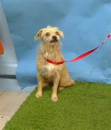 An adult small-sized female Pug dog named Suzie for adoption in Gardena, CA