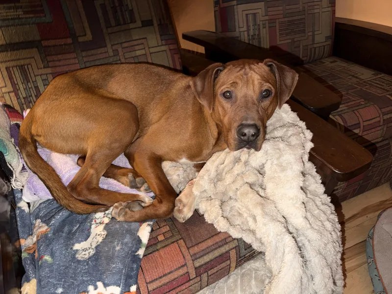 An adult large-sized male Red / Chestnut / Orange Labrador Retriever dog named Jim for adoption in Bloomsdale, MO