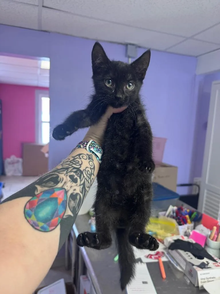 A baby medium-sized male Domestic Short Hair cat named Bandit for adoption in Johnson City, TN
