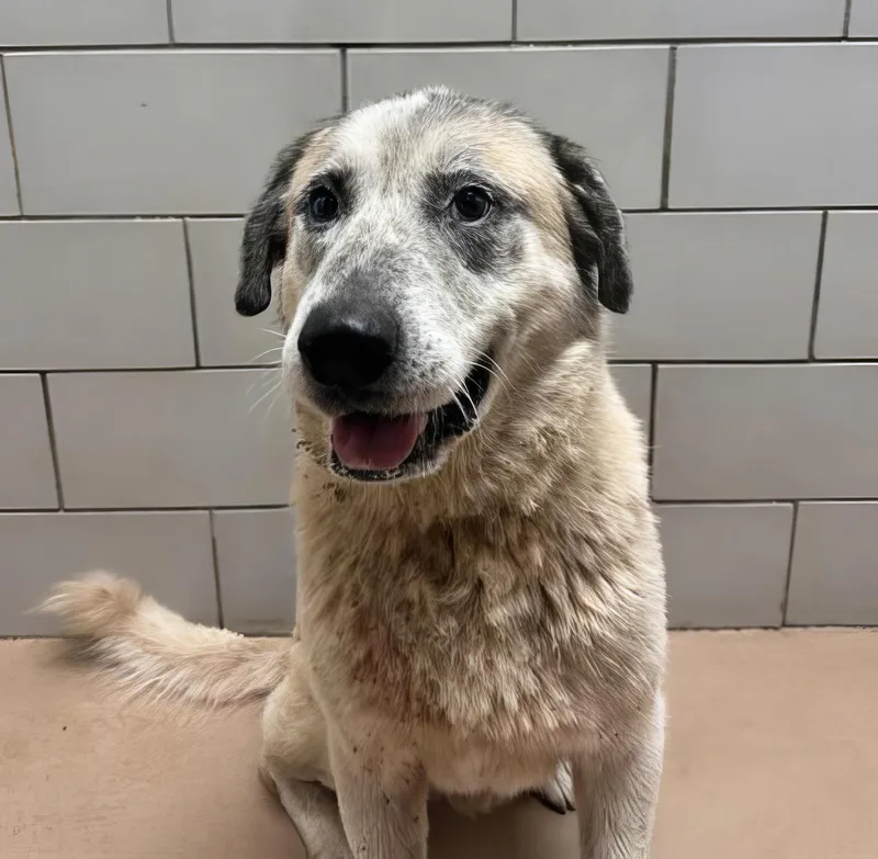 A senior large-sized male Black Mixed Breed dog named Bernard for adoption in Nashville, TN