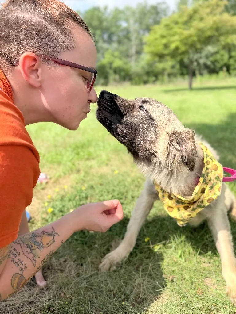 A young medium-sized female Mixed Breed dog named Penny for adoption in Menomonie, WI