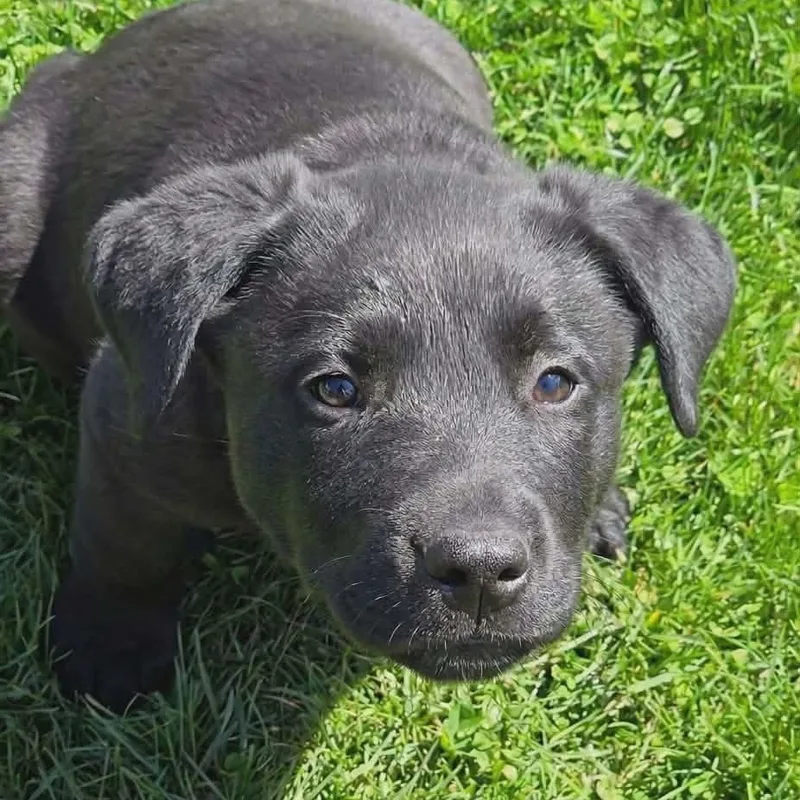A baby large-sized male Labrador Retriever dog named Cinder for adoption in McHenry, IL