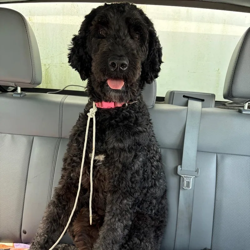 An adult large-sized female Black Poodle dog named Bonnie for adoption in Galveston, TX