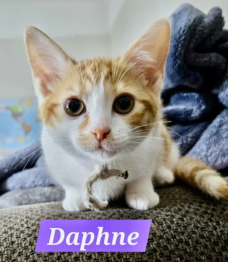 A baby small-sized female Orange & White Domestic Short Hair cat named Daphne for adoption in Mooresville, NC