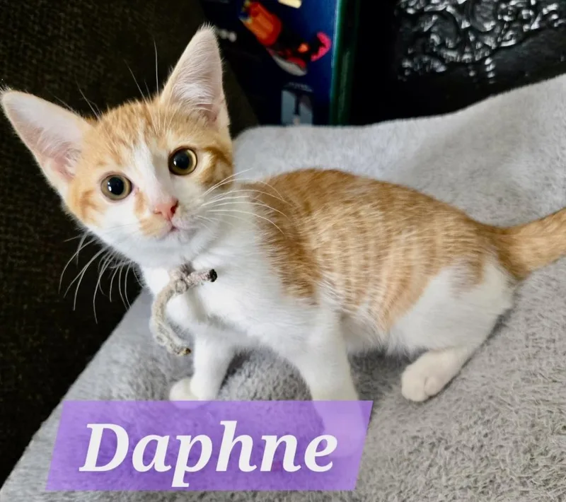 Daphne thumbnail 2