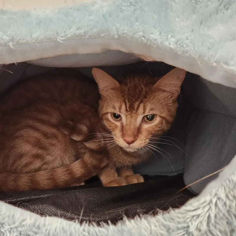 A young medium-sized male Orange / Red Domestic Short Hair cat named Cactus for adoption in Delaware, OH