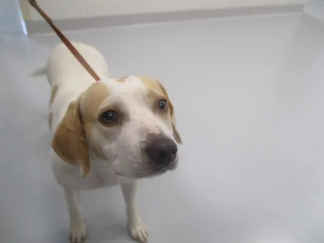 A young medium-sized female Beagle dog named A for adoption in Ocala, FL