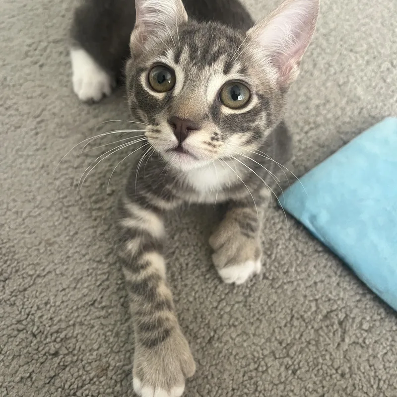 A young small-sized male Gray & White Domestic Short Hair cat named Sprout for adoption in La Quinta, CA