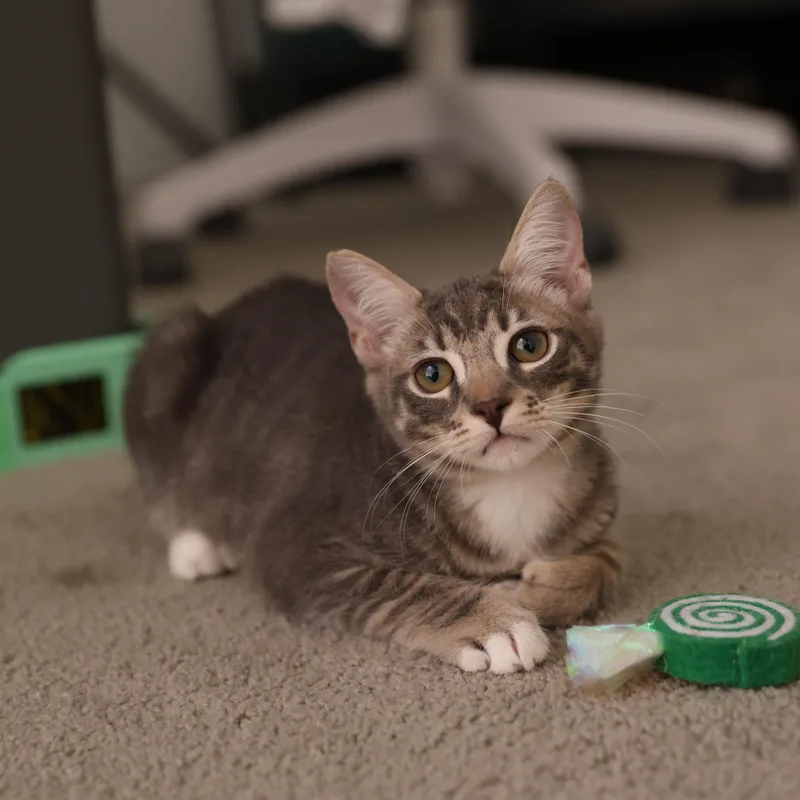 Sprout thumbnail 4