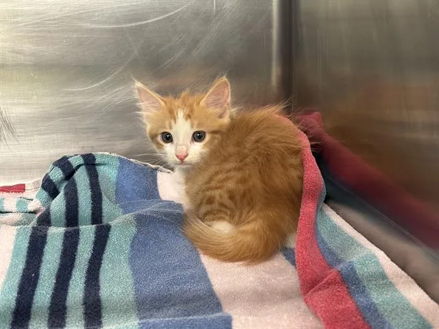 A baby small-sized male Domestic Short Hair cat named Basket for adoption in Grand Prairie, TX