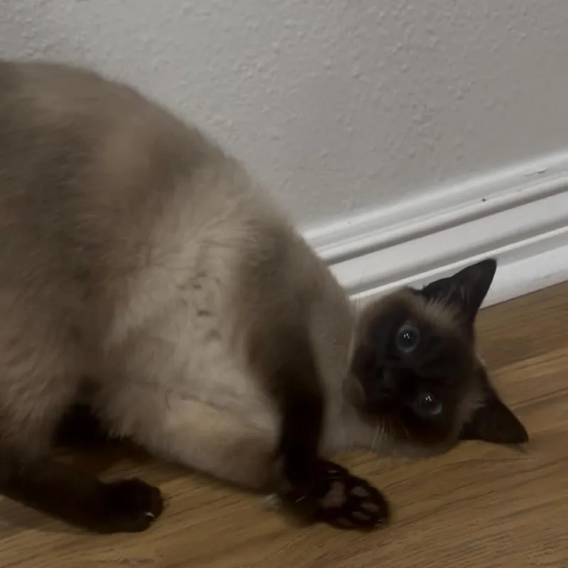 An adult small-sized female Siamese cat named Arendelle for adoption in Brea, CA