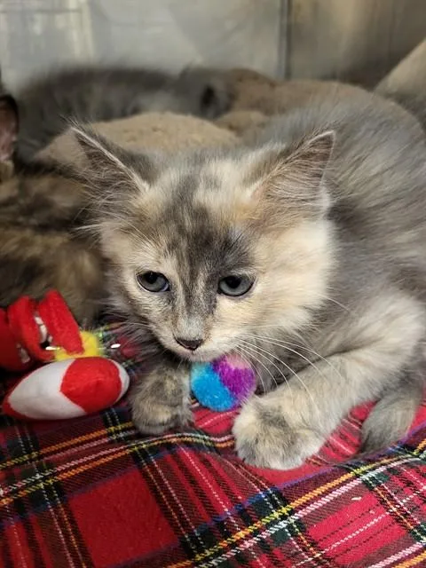 A baby small-sized female Domestic Short Hair cat named Reina for adoption in Albuquerque, NM