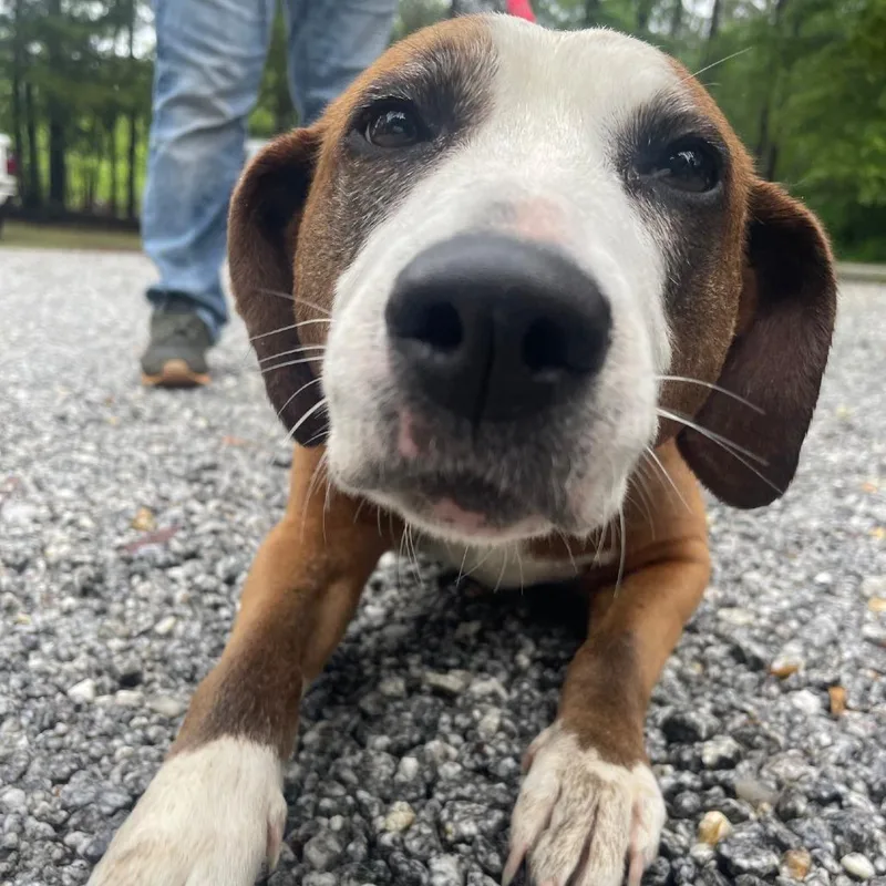 An adult large-sized female Red / Chestnut / Orange Mixed Breed dog named Ellen for adoption in Valley, AL