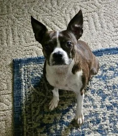 A young small-sized female Boston Terrier dog named Cute Boston Girl for adoption in Northwood, OH
