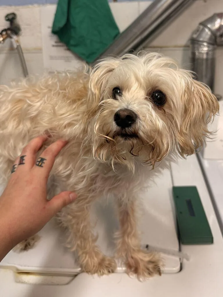 An adult medium-sized male Yellow / Tan / Blond / Fawn Poodle dog named Levi for adoption in Fruit Heights, UT