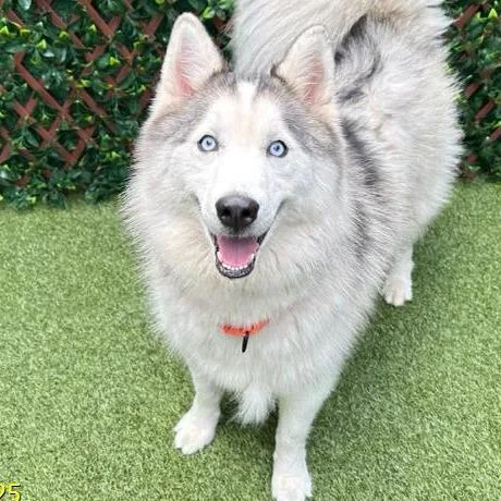 An adult medium-sized female White / Cream Siberian Husky dog named Roxy for adoption in West Palm Beach, FL