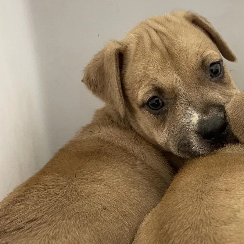 A baby small-sized male Yellow / Tan / Blond / Fawn Mixed Breed dog named StrayVictoryDrive for adoption in Columbus, GA