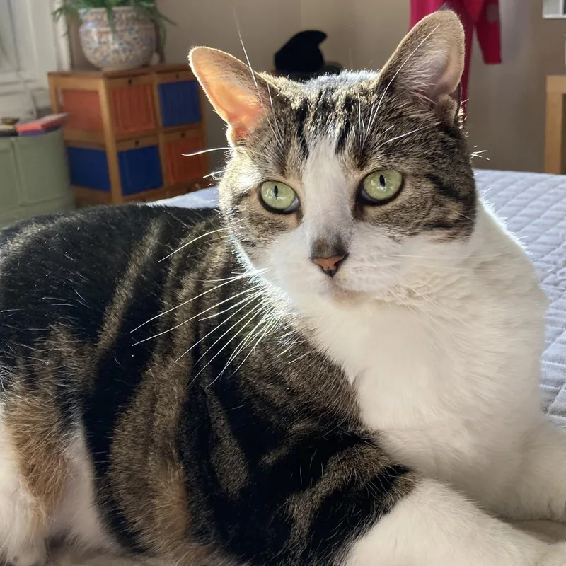 A senior extra large-sized female Brown / Chocolate Domestic Short Hair cat named Mitatsu for adoption in Westhampton, NY