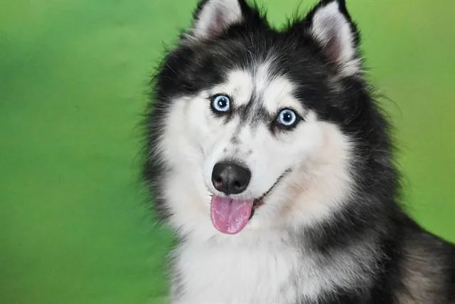 Kora