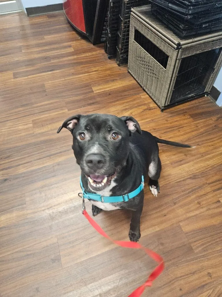 An adult medium-sized male Pit Bull Terrier dog named Ghost for adoption in Bloomington, IN