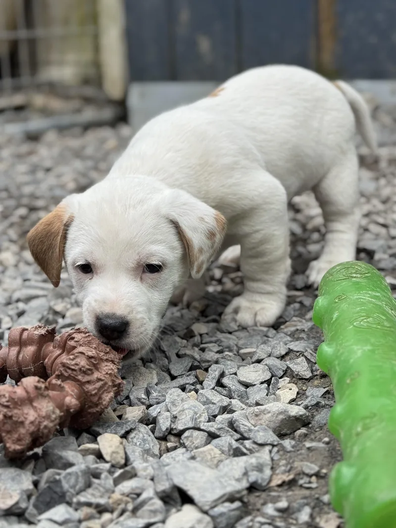 A baby small-sized female White / Cream Beagle dog named Provolone for adoption in Millerstown, PA