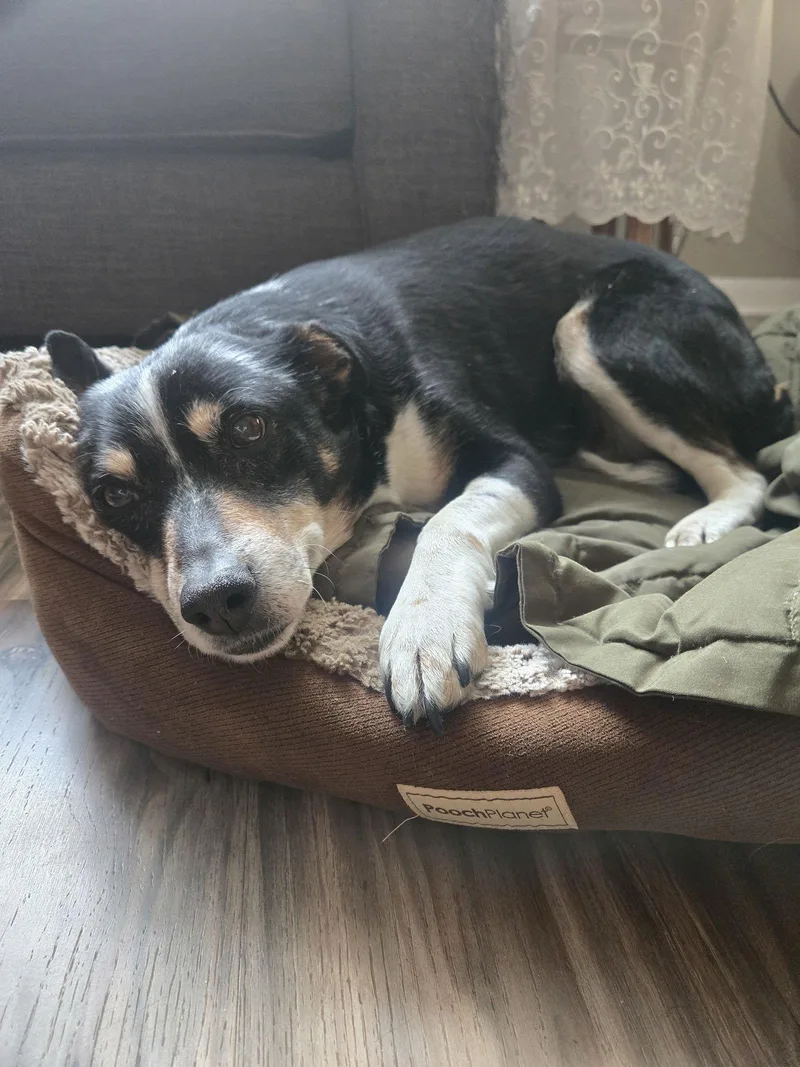 Left Eye thumbnail 2