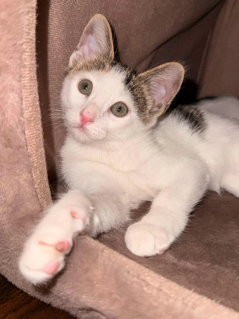 A young small-sized female Calico Domestic Short Hair cat named June for adoption in Tyler, TX