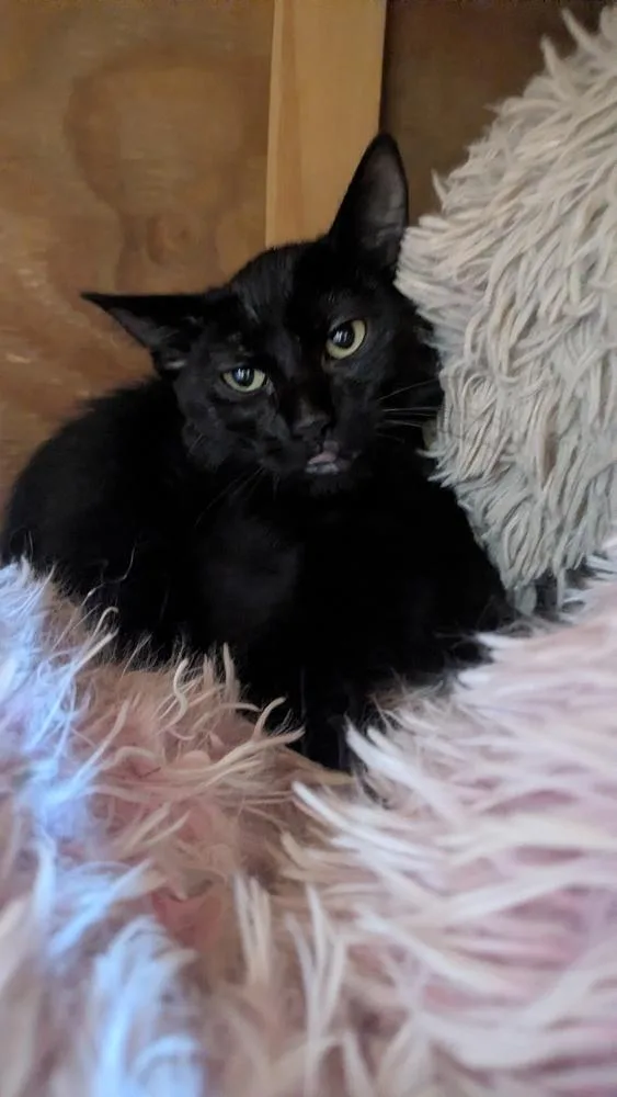 A baby small-sized female Black Domestic Short Hair cat named Strawberry for adoption in Papillion, NE
