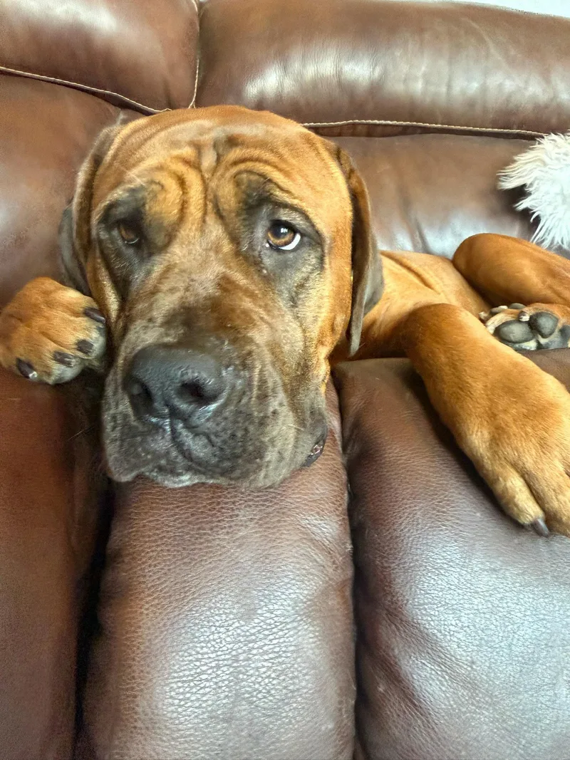 A young medium-sized female Mastiff dog named Mango for adoption in Glendale, AZ