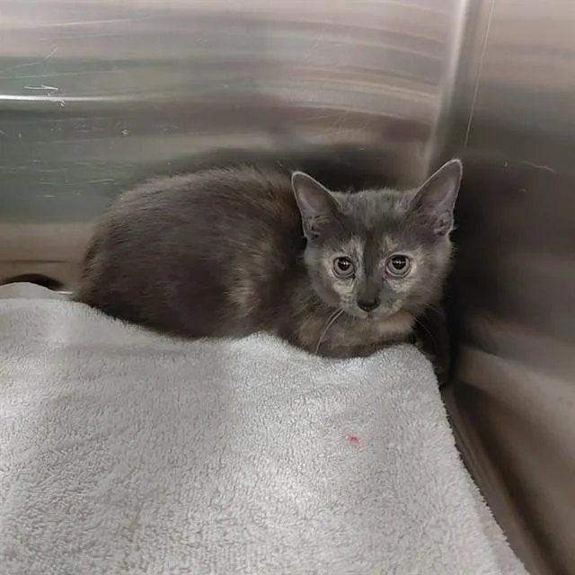A baby small-sized female Domestic Short Hair cat named Ditto for adoption in Huntsville, AL