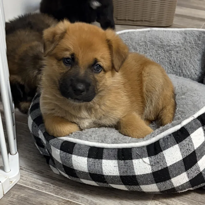 A baby medium-sized male Shepherd dog named Yosemite for adoption in Normal, IL