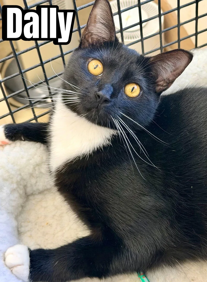 Dally & Dillywillow Grove thumbnail 3