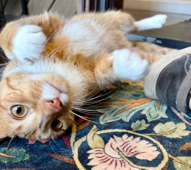 A young medium-sized male Tabby (Orange / Red) Domestic Short Hair cat named Archie for adoption in Boca Raton, FL