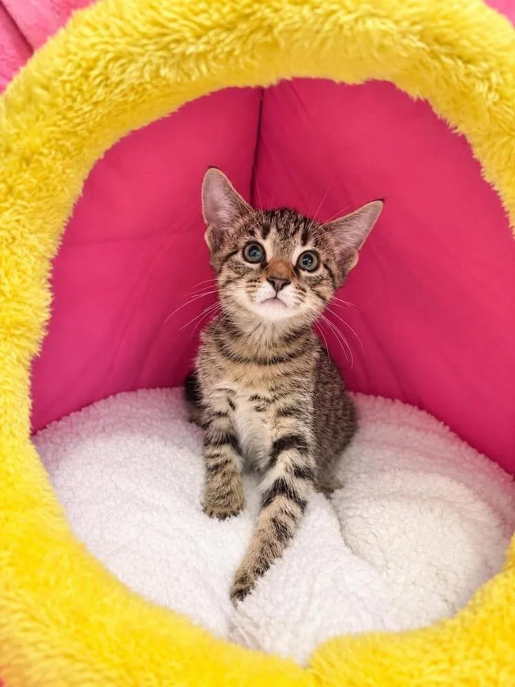 A baby medium-sized male Brown / Chocolate Domestic Short Hair cat named Quill for adoption in Emerald Isle, NC