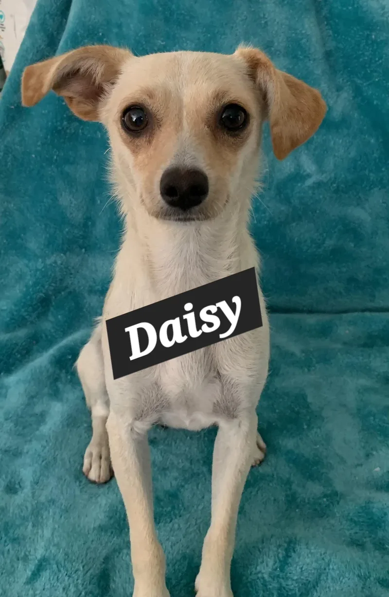 Daisy