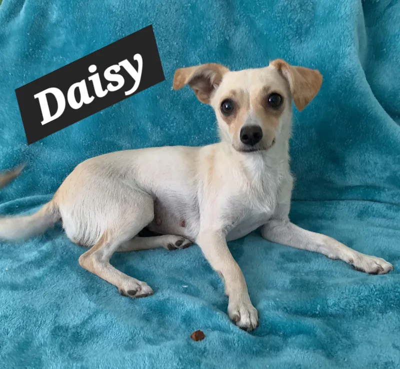 Daisy thumbnail 2