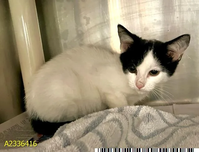 A baby small-sized female Domestic Short Hair cat named Skipper for adoption in West Palm Beach, FL